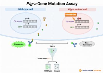 코아스템켐온, ‘Pig-a 유전자 돌연변이 시험’ 식약처 GLP 인증 획득